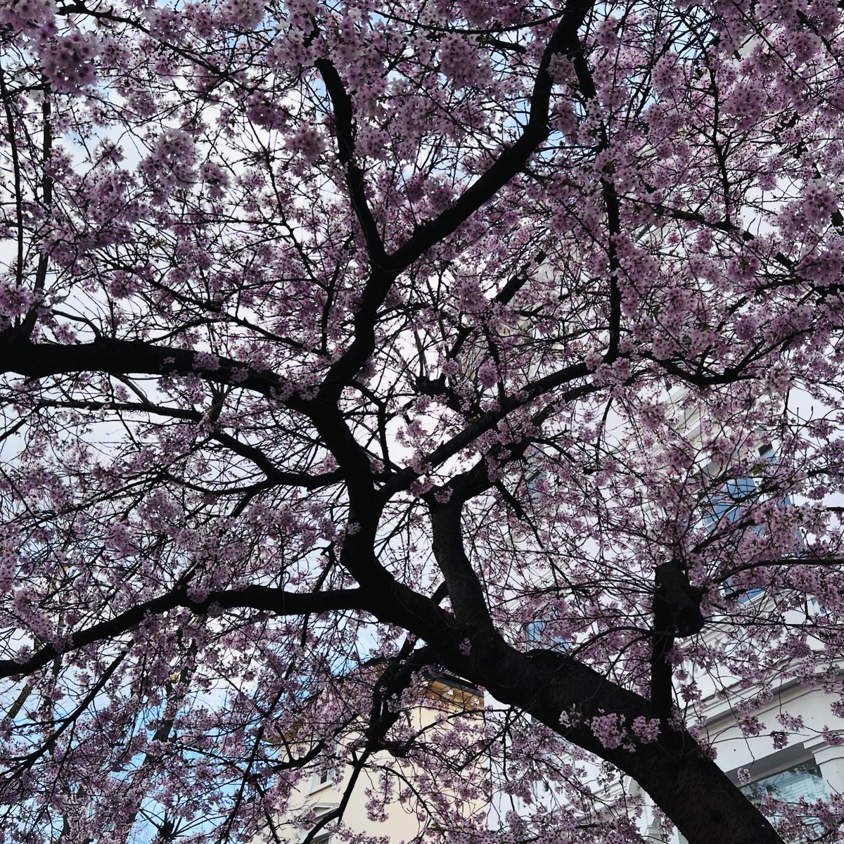 Signs of Spring! 🐣 #cherryblossom #primrosehill #london