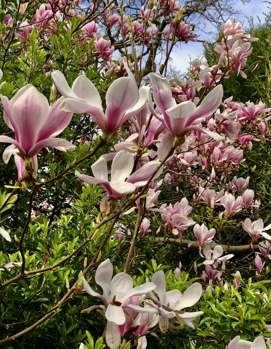 So lovely to see the sun & get into the garden 💗🤩☀️#SpringEquinox #Spring2024 #Magnolia #GardeningTwitter #blueskies