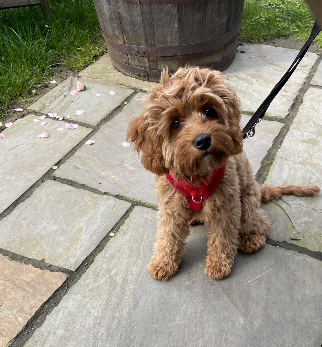 madauntyanne's tweet photo. So lovely to be able to sit in a pub garden in the sunshine with this little munchkin! And so nice Brody was given a bowl of water and a large hand baked dog treat! ๐ถ๐พ #Cavapoo #Cavapoopuppy #puppy https://t.co/pQPZMEqWTv