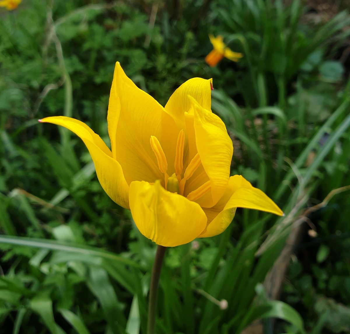 Happy #SpringEquinox2024... there's frogspawn in the pond, Chiffchaffs are singing & the heartachingly beautiful Wild Tulips are out in my garden. 💚