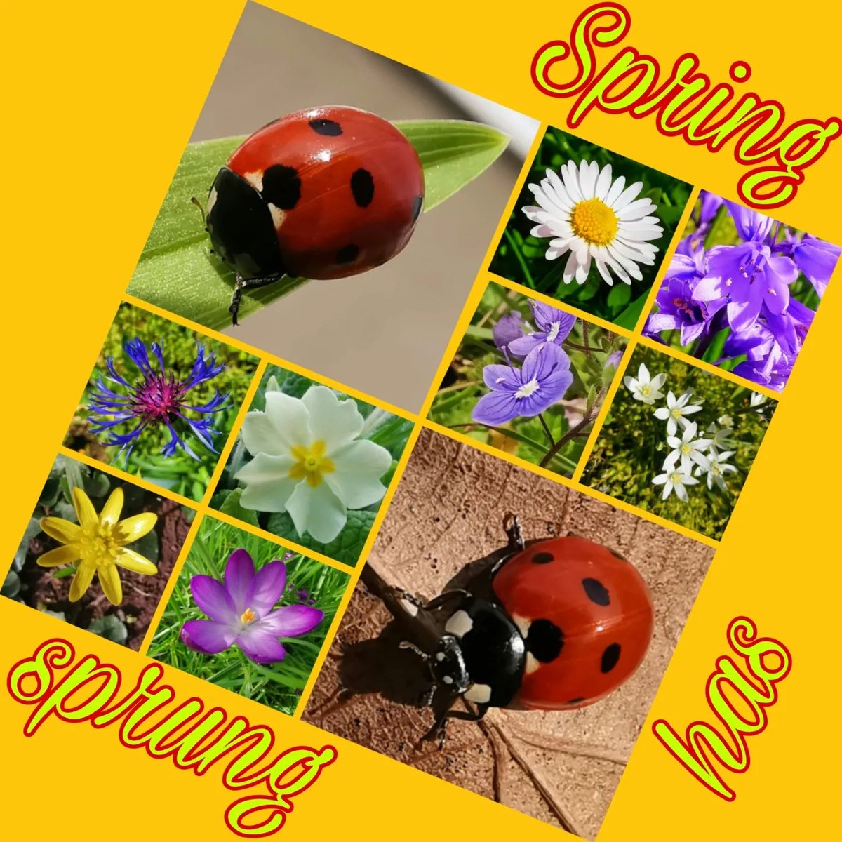 Spring has sprung!
Equinox is here.
What's your favourite season?
#spring #Equinox #nature #floral #flora #fauna #macro #macrophotography #colour #sun #seasons #photography
