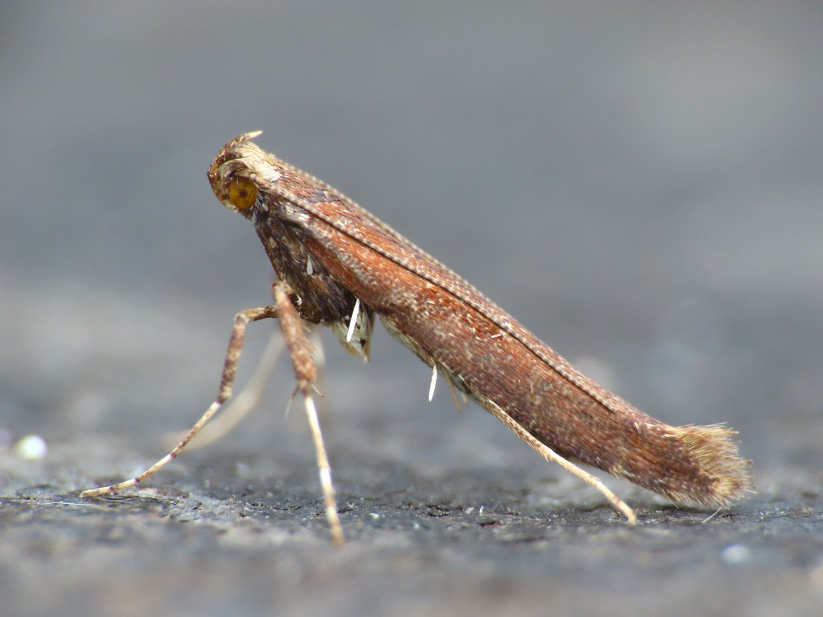 Weymouth: 15 species overnight including 2 Dark Sword-grass and a Diamond-back @MigrantMothUK Also a couple of Caloptilia; a stigmatella and this dark individual which is most likely a rufipennella....but I'm not going to bet my beer money on it!