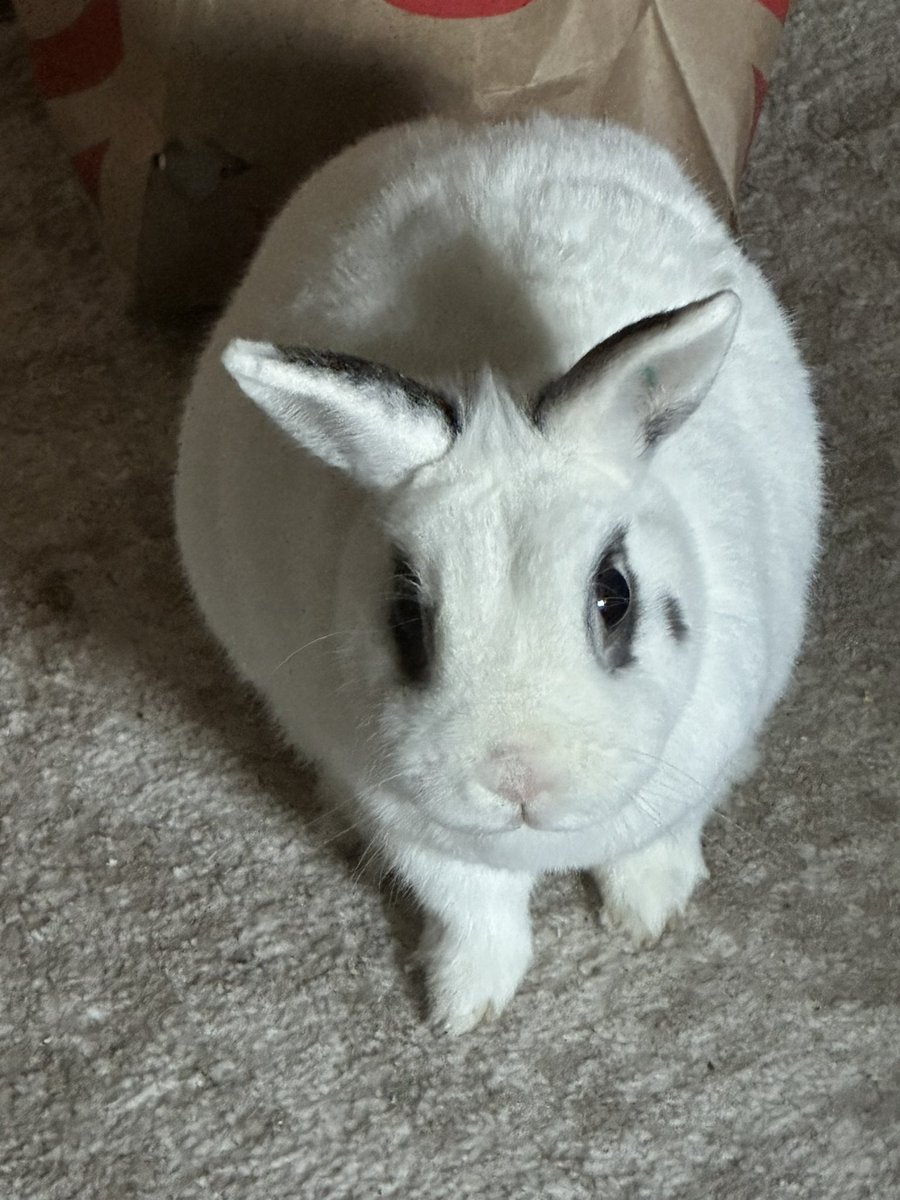 LET’S GO WHO WANTS TO SEE BUN JOVI IN THIS GAME TOO?