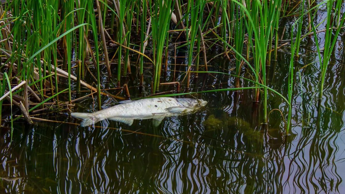 Thousands of fish found dead as ice melts on Minnesota border lake newsweek.com/thousands-fish…