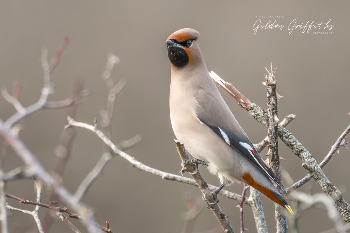 Cynffon Sidan 🏴󠁧󠁢󠁷󠁬󠁳󠁿 | Waxwing 

Images taken at Cosmseton Lake,  Vale of Glamorgan 17 03 24 

#valeofglamorgan #cosmestonlake <a href="/visitthevale/">Visit the Vale</a> <a href="/RSPBCymru/">RSPB Cymru</a> <a href="/Natures_Voice/">RSPB</a> <a href="/SonyUK/">Sony UK & Ireland</a> <a href="/SonyAlpha/">Sony | Alpha</a>