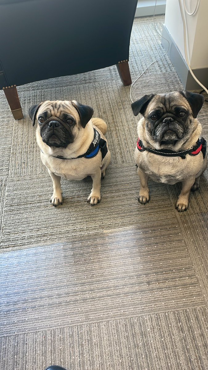 Newest House General Counsel staff in the office this afternoon waiting for an assignment.