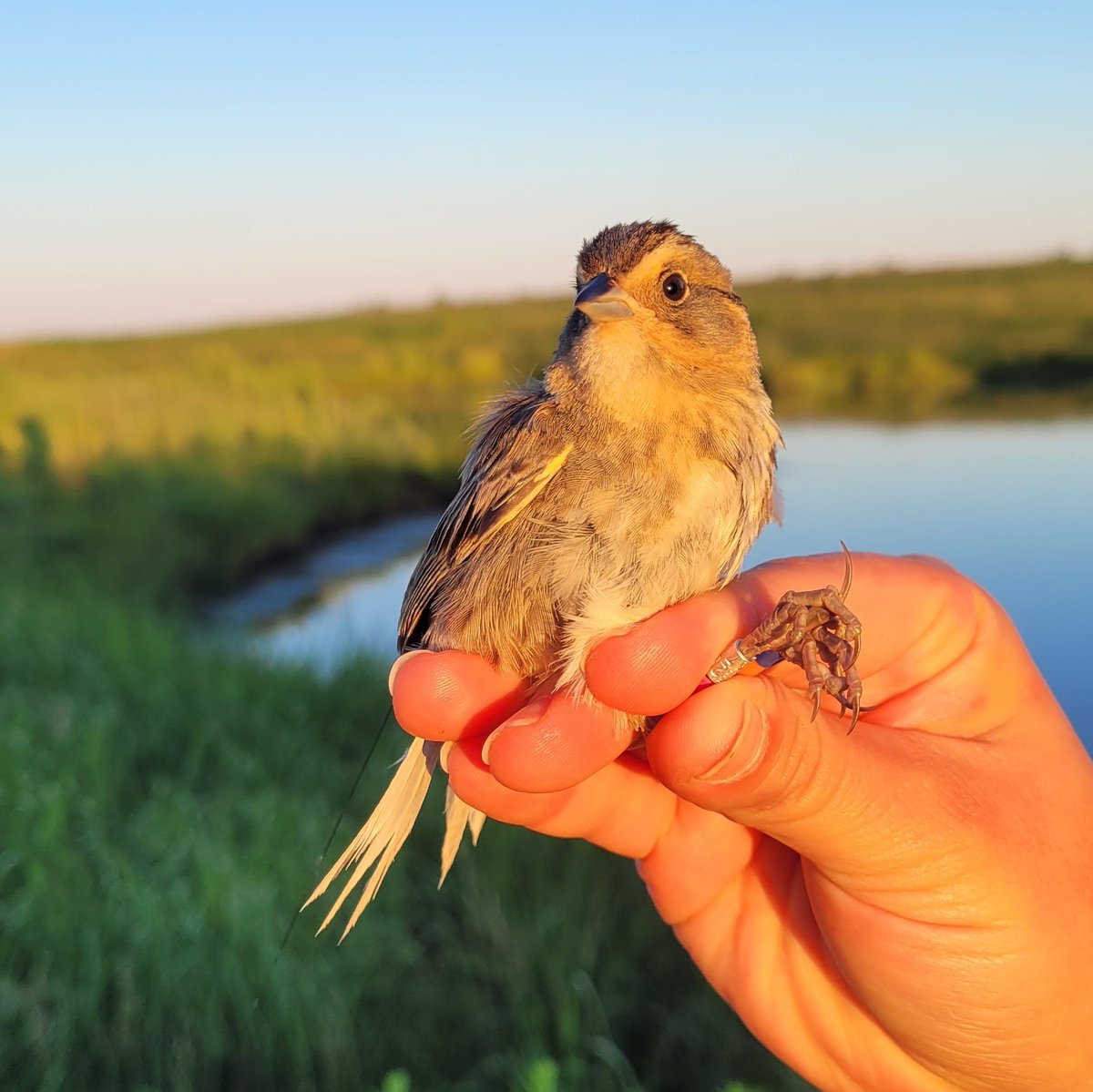 Apparently it's #WorldSparrowDay2024! So here's a shout-out to my favourite sparrow: Ammospiza nelsoni or Nelson's Sparrow! These birds have to fight a constant battle with the tides, they sound like the opening of a can of beer, and the females are hard-working lil badasses 🤩