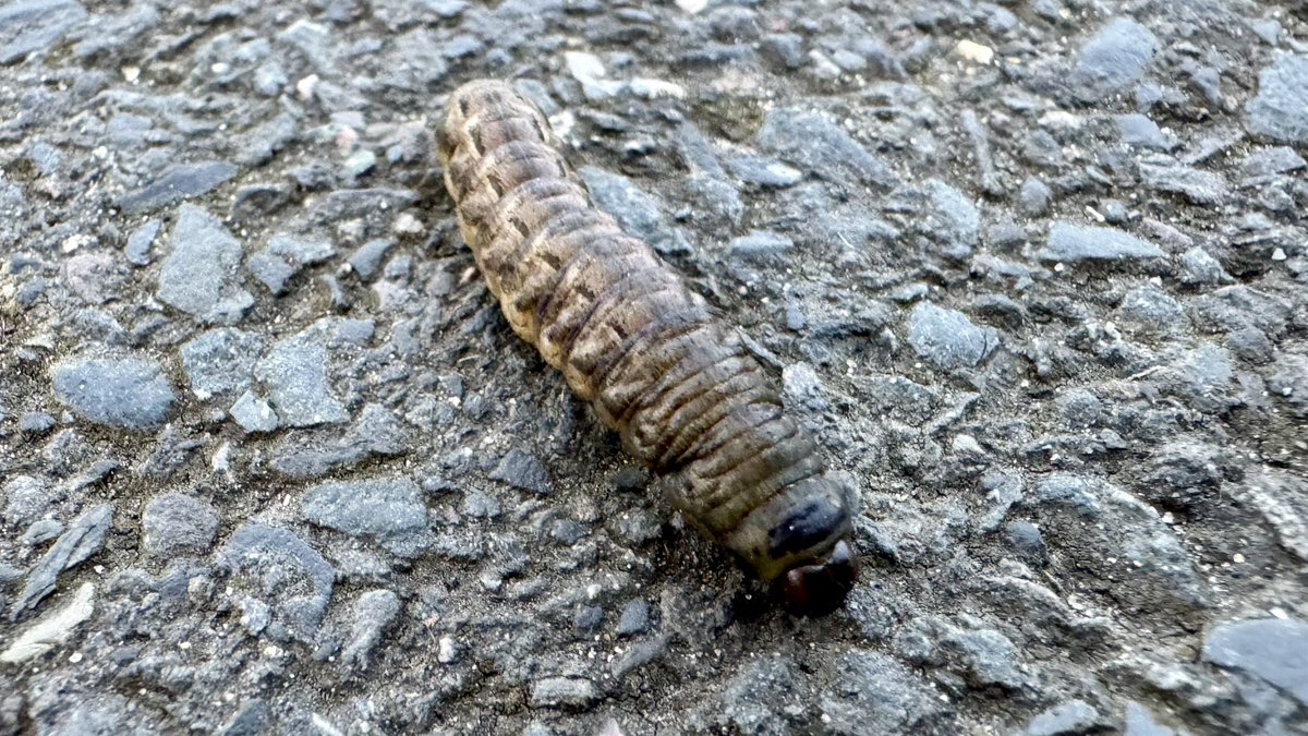 Had me 4 peacocks and 3 brimstones today on Blackheath but the high was this evening on the path to #blackheath village - a large yellow underwing caterpillar #butterflies #moths @joe_beale @wobblygreen @GreenbyName1 @savebutterflies