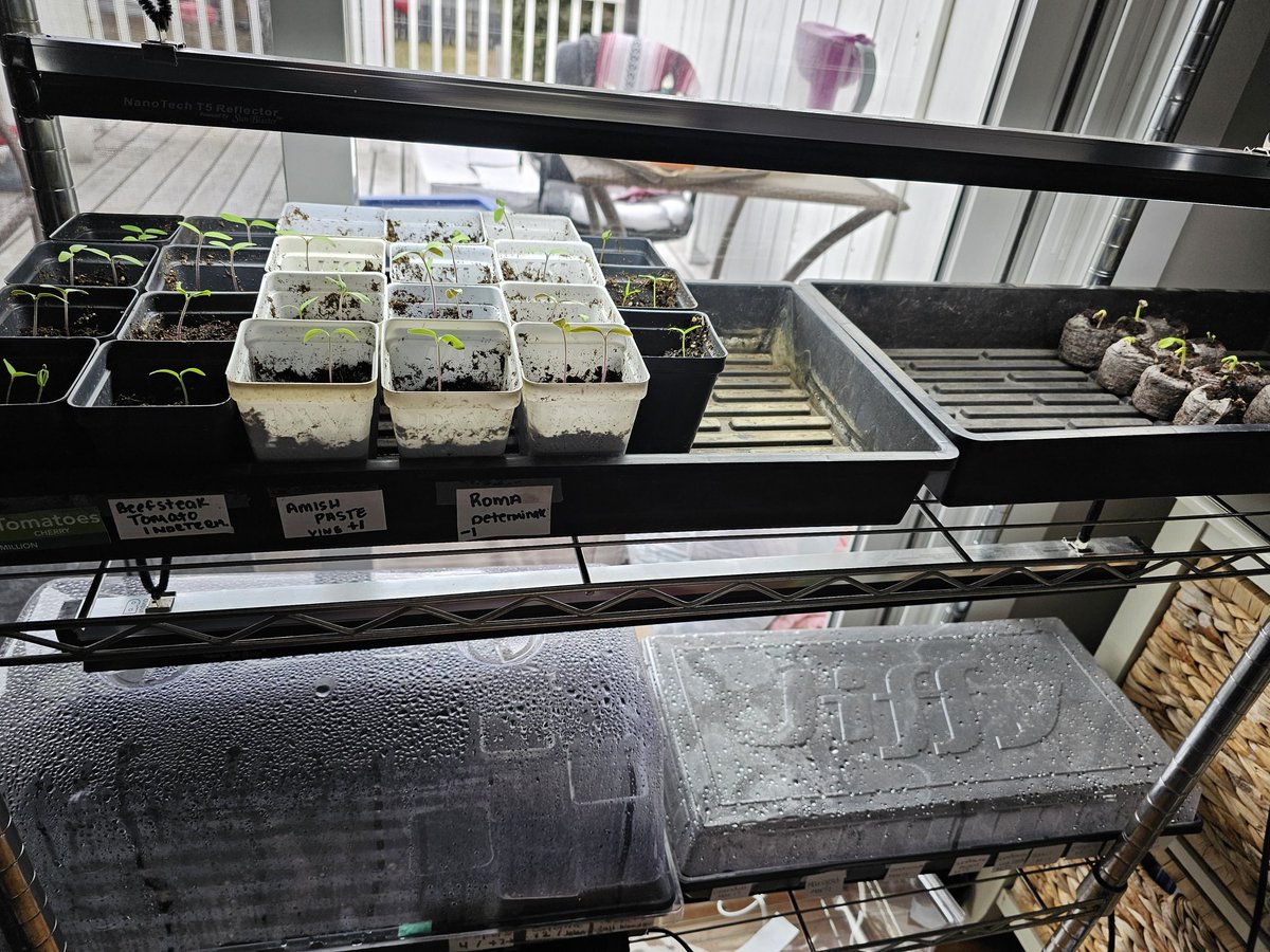 conspicious's tweet image. I'll throw a few seeds in and see what happens (pondering if I will be in this house post divorce) 
A few days later... guess I'm committed!

#gardening #zone3 #tomato #therapy #FoodSecurity #divorce #justDoIt