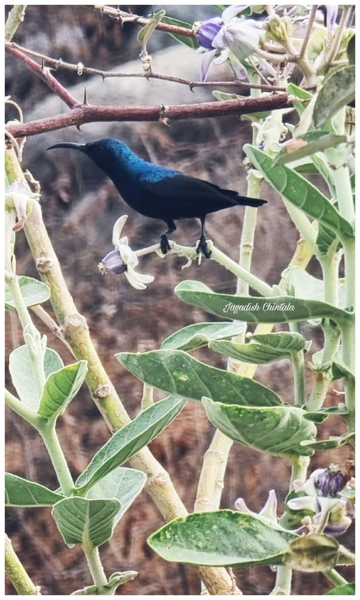 #ThePhotoHour #snapyourworld #flowers #plants #flowerphotography #NaturePhotography #photooftheday @admired_art @HiHyderabad @NatGeoIndia @DiscoveryIN @Discovery #birdphotography #birdwatching #birds