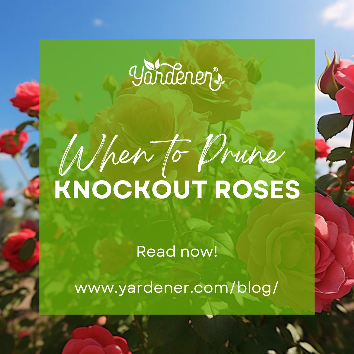 yardenercom's tweet photo. Overgrown knockout roses? Our blog decodes when to prune & how to keep them looking their best through strategic snipping. The ultimate pruning guide for rose lovers!
Header over here and read: https://t.co/coVJWGNZGy
#gardeningtips #knockoutroses #rosecaretips #yardener https://t.co/SpUwZKptVW