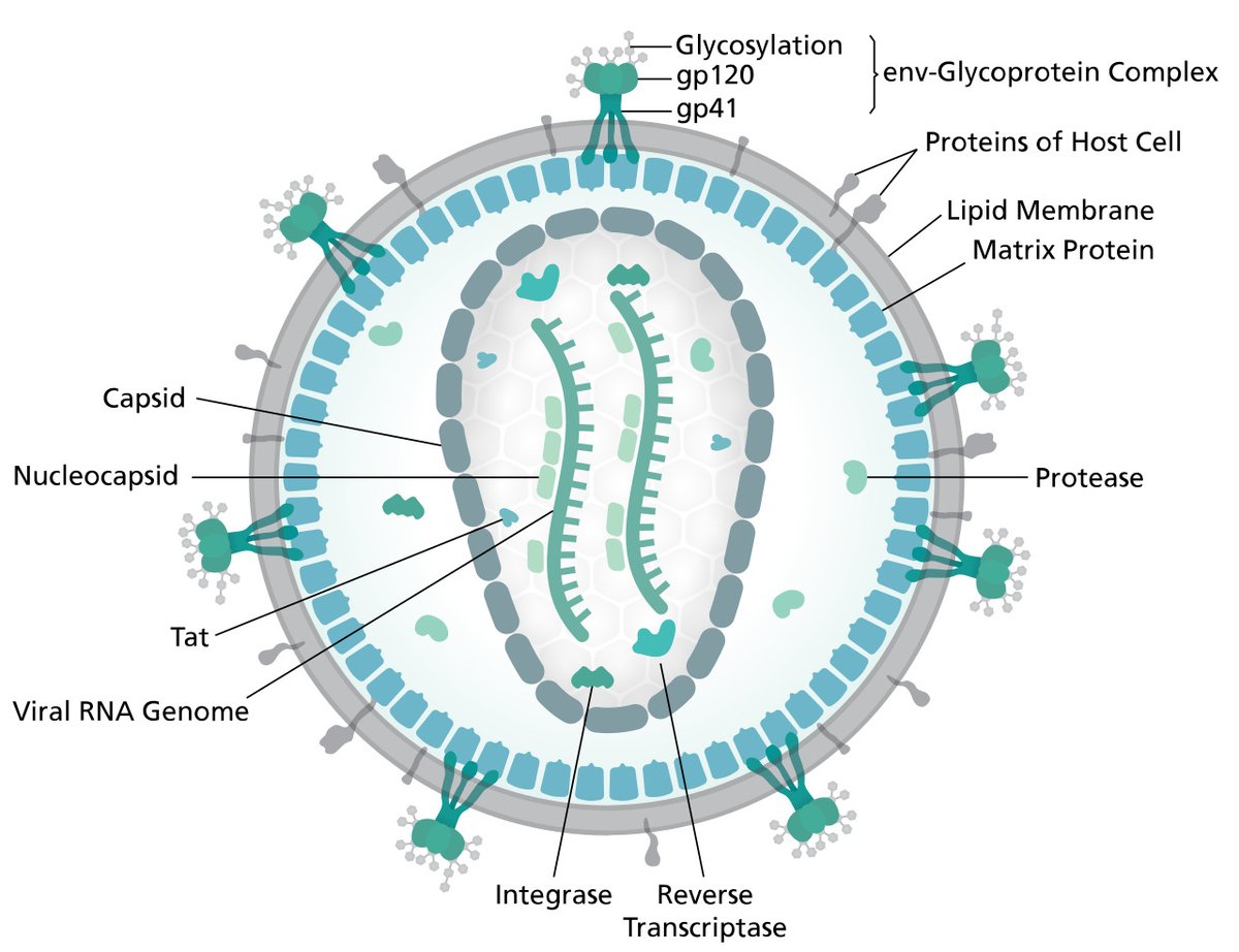techknowlogicin's tweet image. Great news for #HIV research! ๐ณ๐ฑ Univ. of Amsterdam shows progress using #CRISPR to eliminate HIV from cells. A huge step towards a potential cure!
techknowlogic.in/articles/univeโฆ
#TechKnowLogic #Science #Health