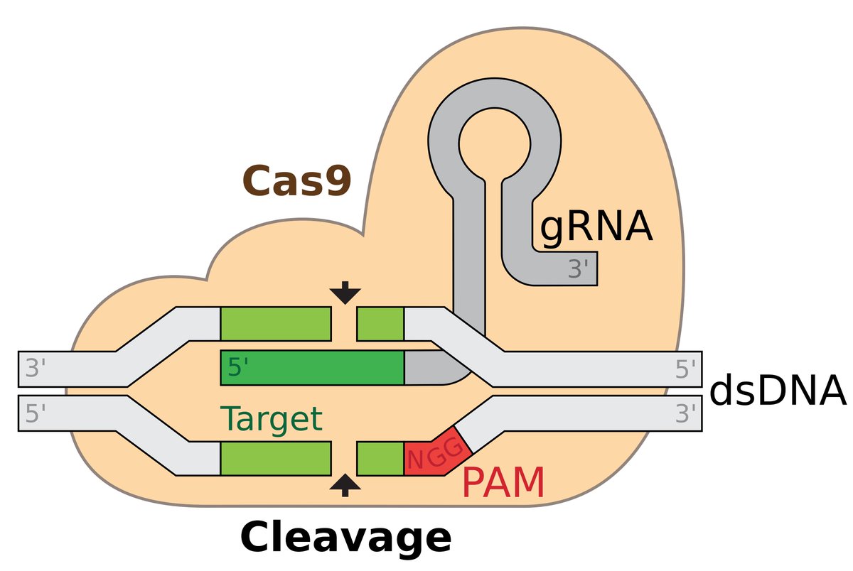 techknowlogicin's tweet image. Great news for #HIV research! ๐ณ๐ฑ Univ. of Amsterdam shows progress using #CRISPR to eliminate HIV from cells. A huge step towards a potential cure!
techknowlogic.in/articles/univeโฆ
#TechKnowLogic #Science #Health