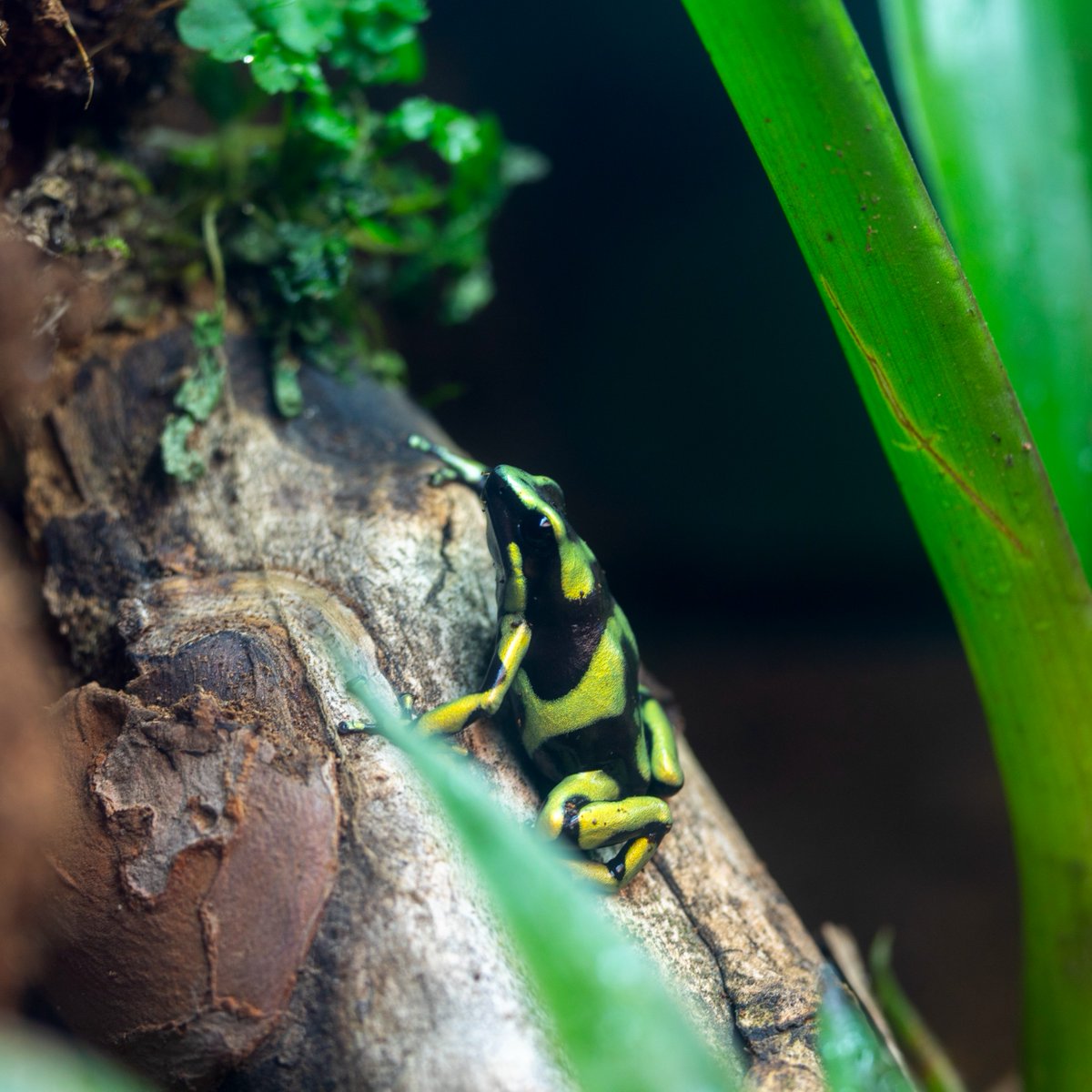 Happy #WorldFrogDay Today's a good day to see how many dart frogs you can find in our reptile house viewings. 🐸