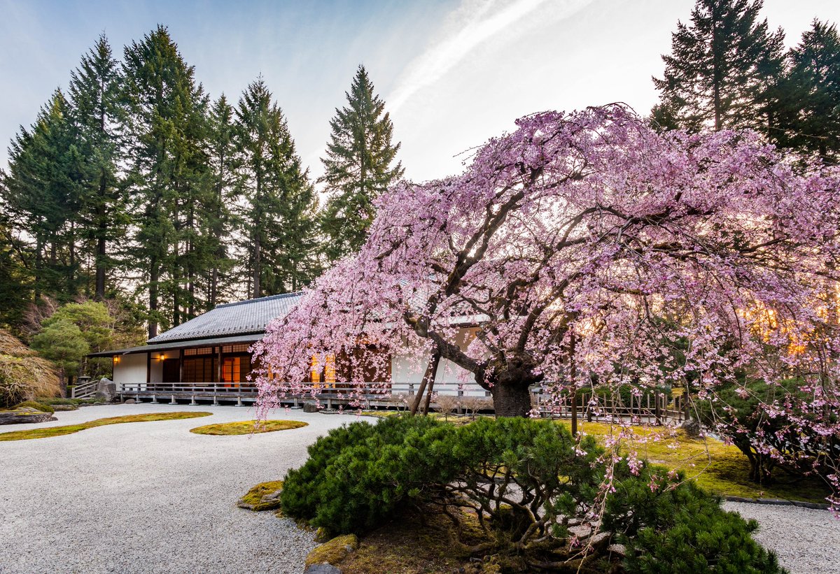 PDXJapaneseGdn's tweet photo. Cherry blossoms are here 🌸 https://t.co/1q4Vw7sjHF