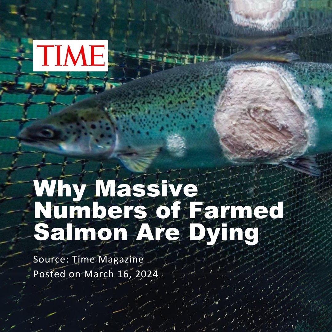 Scientists blame the deaths on several factors, from ocean warming caused by climate change to the aquaculture industry’s overuse of antibiotics and pesticides and its aggressive attempts to increase production. Beyond the staggering number of dead fish, the findings raise