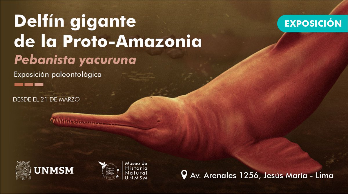 Desde hoy podrás ver la nueva exposición paleontológica “Delfín gigante de la Proto Amazonia: Pebanista yacuruna” en el Museo de Historia Natural de la #UNMSM Horario: museohn.unmsm.edu.pe/visitas.html