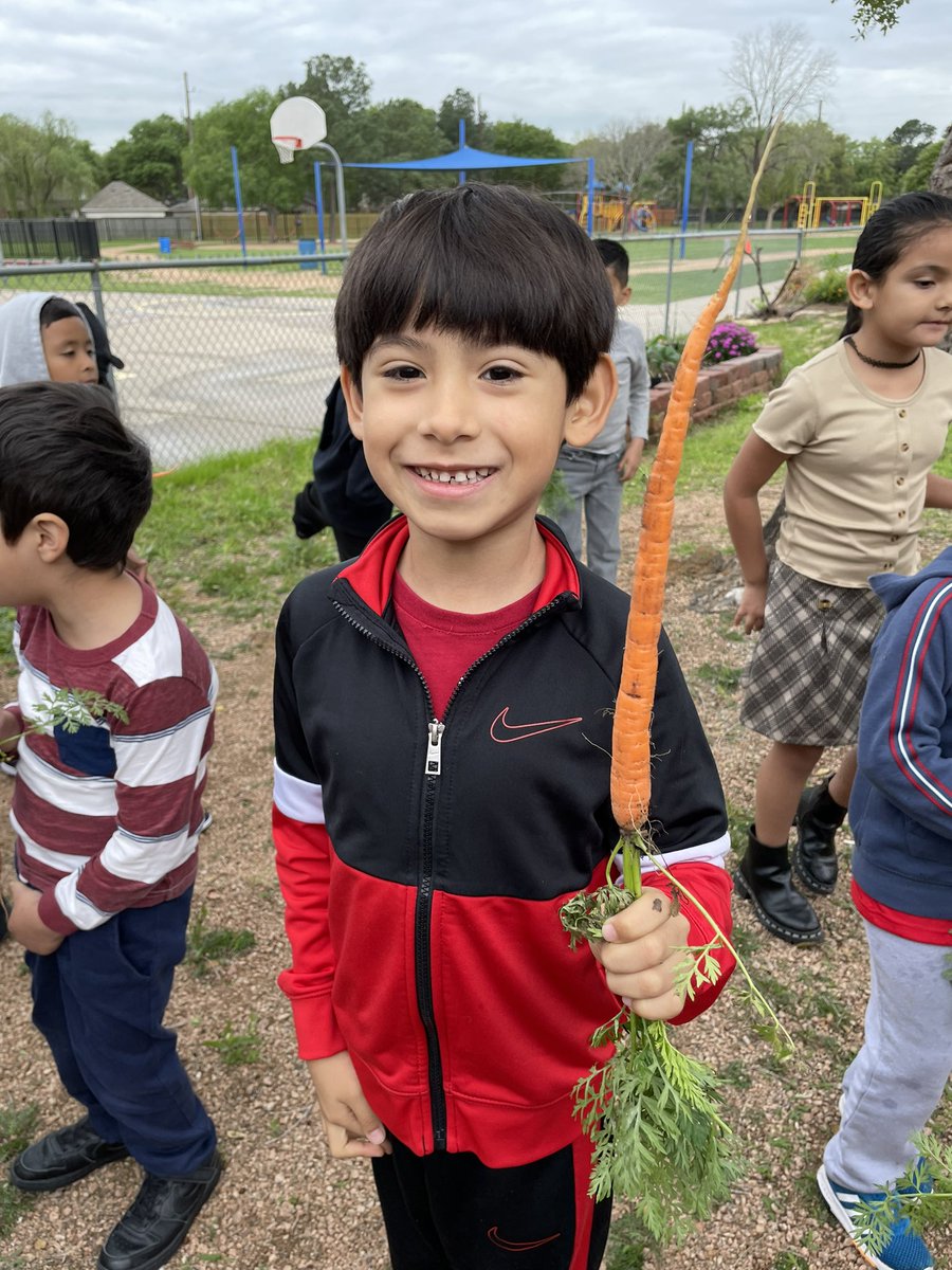 Lots of interesting shaped carrots today at @ @KirkElementary! @readygrowgarden @kah99a