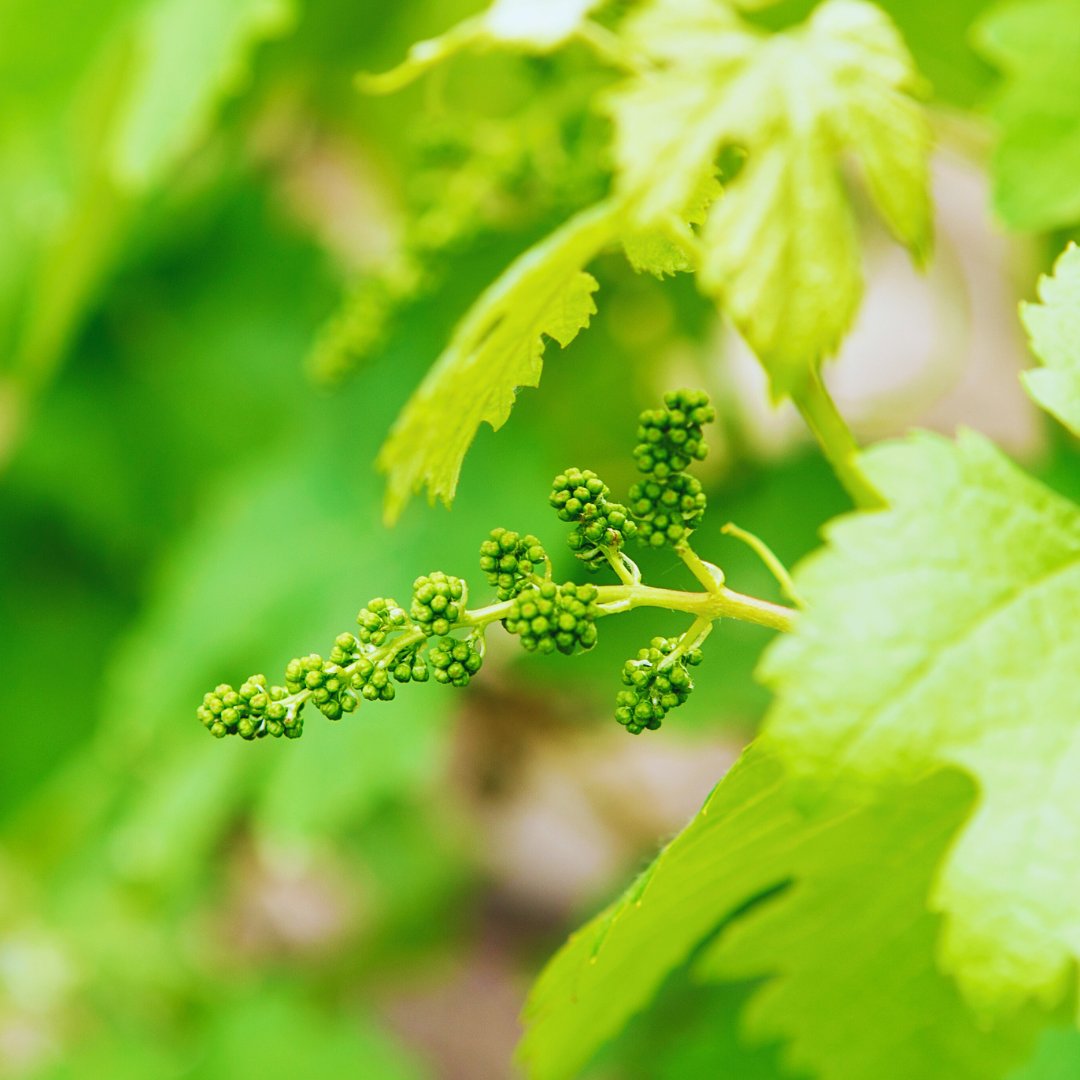 winesisterhood's tweet image. As grapevines awaken from their winter slumber, the vibrant colors of Bloom season bring new life to vineyards around the world. 

#GrapeGrowing #VineyardLife #BloomSeason #winesisterhood