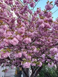 #Kirschblüten &amp; Kirschblütenbäume in #Berlin genießen - erste schon jetzt: shorturl.at/bkvOY