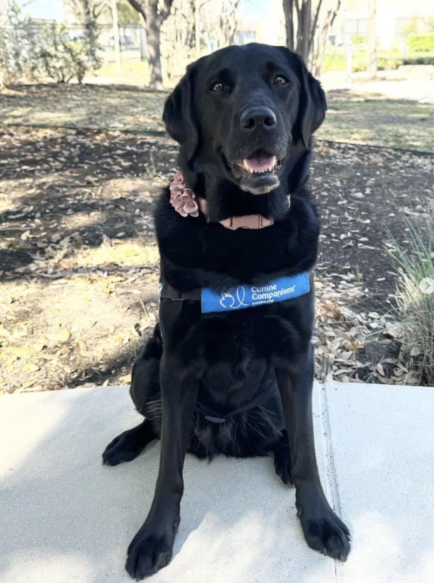 Meet our newest Dell Children’s Medical Center facility dog and member of the emBark! team, Odessa! Odessa works alongside her handler, Janessa, a child life specialist. Together they provide support, comfort, and snuggles on 3E, the inpatient Hematology/Oncology unit. 💙