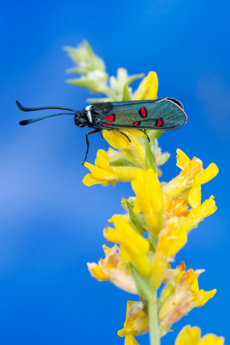 Zygaena lavandulae, gitaneta, la primera de l'any. Encara que no ho sembli, és de la familia de les papallones! Quin animal més bonic! @MuseuBdn @SonyEspana @Foto_K @Nicolastimica @NatGeoEsp @catalanbms