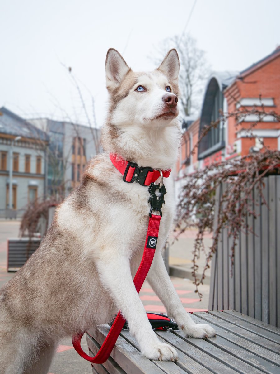 BullyBillows tweet media