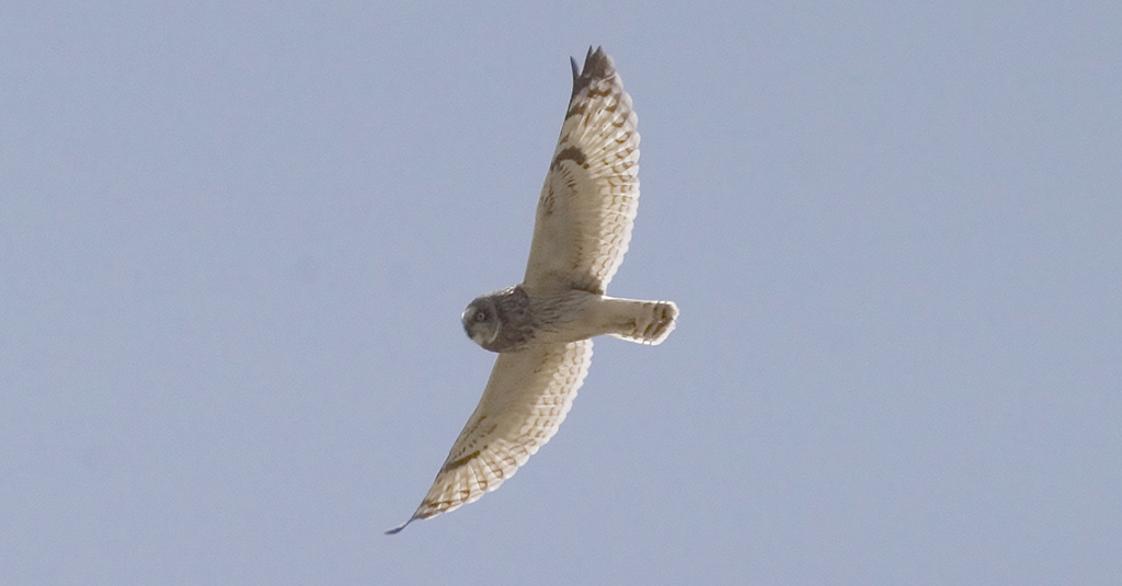 I keep getting ads offering to add Short-eared Owls to my website. I don't get it. I mean, they're cool birds, but why just this one kind of owl? And why do they always use only its initials? #birding #birds #SEO