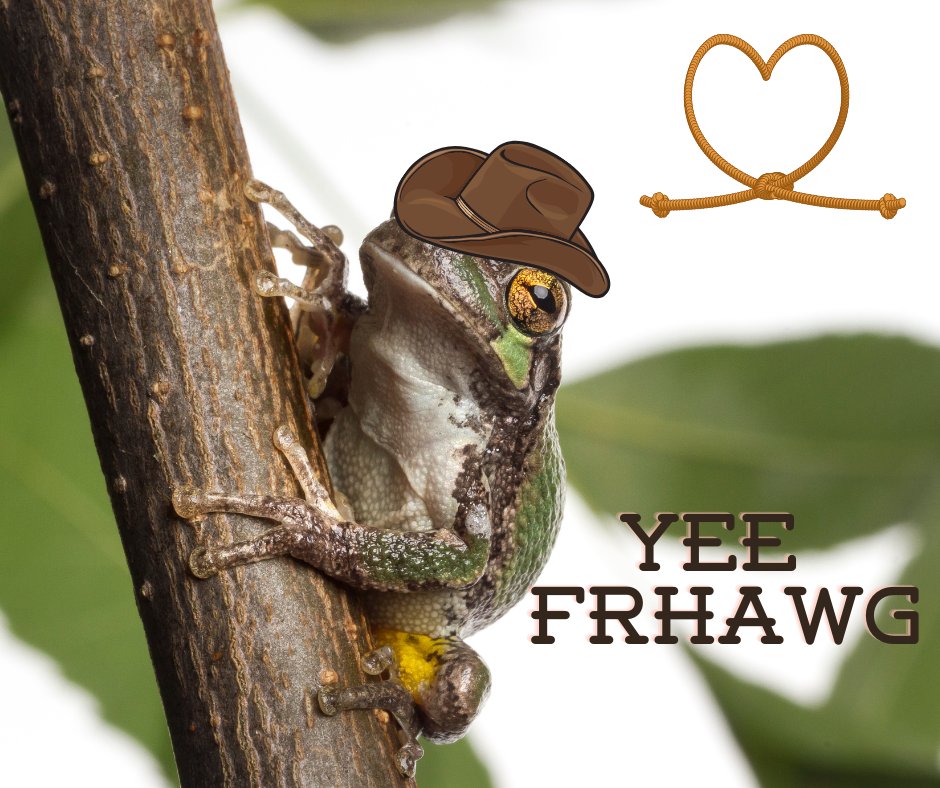 🎶 This is Wednesday (woo), and World Frog Day (hey) So lay your sticky pads down, down, down, down Cope’s gray tree frog are quite ribbiting 🐸 Their color changes from green to gray depending on their surroundings and their special sticky toe pads help them climb trees! 🌳