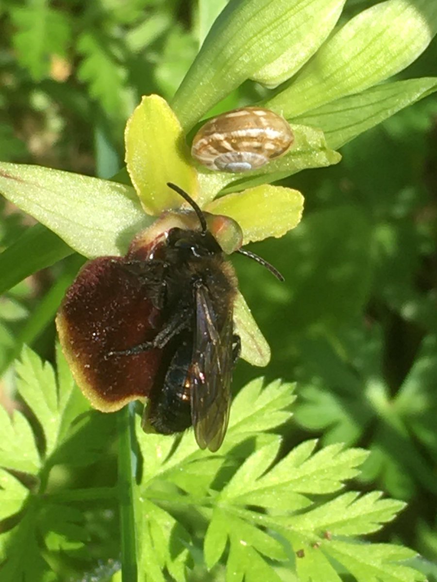 SW France. Good to be here again and following a week of fine weather Early Spider Orchids shooting up in the garden. A few examples, including one with pollinator, a small black bee. Suggestions welcome as to ID . #CharenteMaritime ⁦⁦@EuropeanOrchids⁩