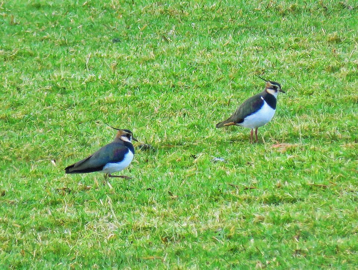 oldcrofthouse's tweet photo. #springishere #springwalks #lapwings #curlew #wildflowers #putaspringinyourstep #localwalks #kirkbystephen #cumbria @VisitEden #explore #walkingadventures #fellwalking #amazingviews #wildboarfell #westmorlanddales #yorkshiredalesnationalpark #landscapephotography https://t.co/5Jb50YbezY
