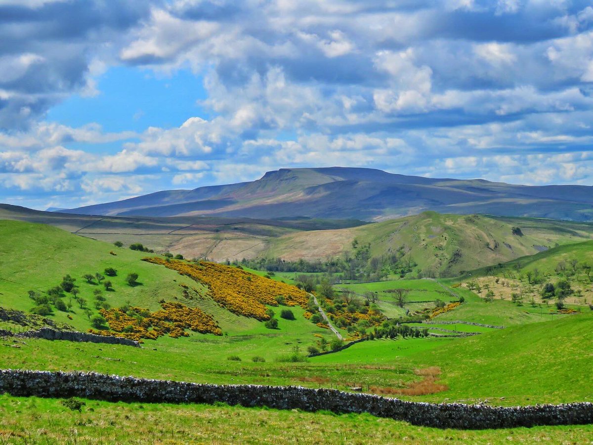 oldcrofthouse's tweet photo. #springishere #springwalks #lapwings #curlew #wildflowers #putaspringinyourstep #localwalks #kirkbystephen #cumbria @VisitEden #explore #walkingadventures #fellwalking #amazingviews #wildboarfell #westmorlanddales #yorkshiredalesnationalpark #landscapephotography https://t.co/5Jb50YbezY