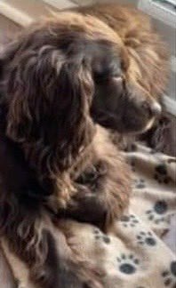 rosieDoc2's tweet photo. #SpanielHour 

9YR OLD DAISY IS STILL MISSING FROM #GROESFFORDD AREA #BRECON #LD3 
Since Sun 18/6/23 
CHIPPED/SPAYED &amp; had Red Harness on
Where’s she gone? 

@CaravanConwy @BeaconsTourism @BreconNorthcote DOES ANYONE REMEMBER SEEING THIS GORGEOUS #Cocker pls? 
@JacquiSaid @bs2510 https://t.co/SHDuOCBHO5