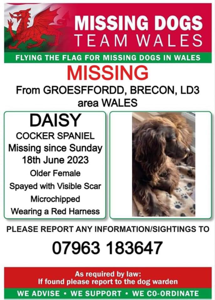 rosieDoc2's tweet photo. #SpanielHour 

9YR OLD DAISY IS STILL MISSING FROM #GROESFFORDD AREA #BRECON #LD3 
Since Sun 18/6/23 
CHIPPED/SPAYED &amp; had Red Harness on
Where’s she gone? 

@CaravanConwy @BeaconsTourism @BreconNorthcote DOES ANYONE REMEMBER SEEING THIS GORGEOUS #Cocker pls? 
@JacquiSaid @bs2510 https://t.co/SHDuOCBHO5
