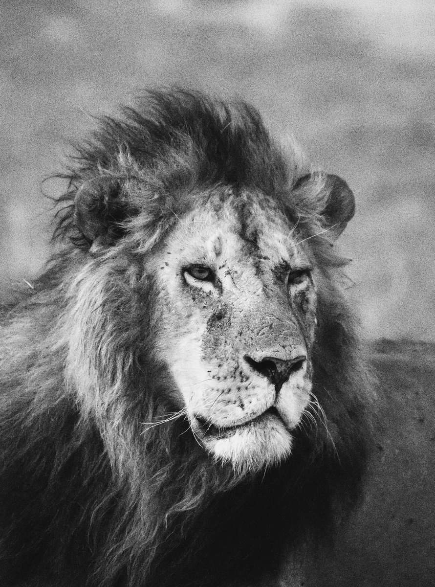 Untouched face of Maridadi (Oct 2019) before he got injured by Kaka | Son of 4KM 
🦁 Masai Mara | Kenya
#maridadi #lionsofmasaimara #africasafari #animalkingdom #lionsofafrica #bbctravel #masaimarabigcats #lionsofafrica #fafrica #bownaankamal #bigcats #lion #endangeredanimals