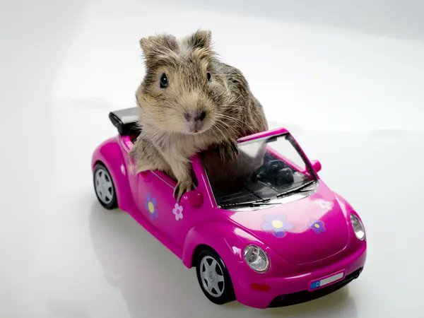 IsmaelStrider's tweet photo. @rollercoin_com 👑@IsmaelTaylorIT
🐹🚗
https://t.co/59paukW8ps https://t.co/fJWSAbKbpk