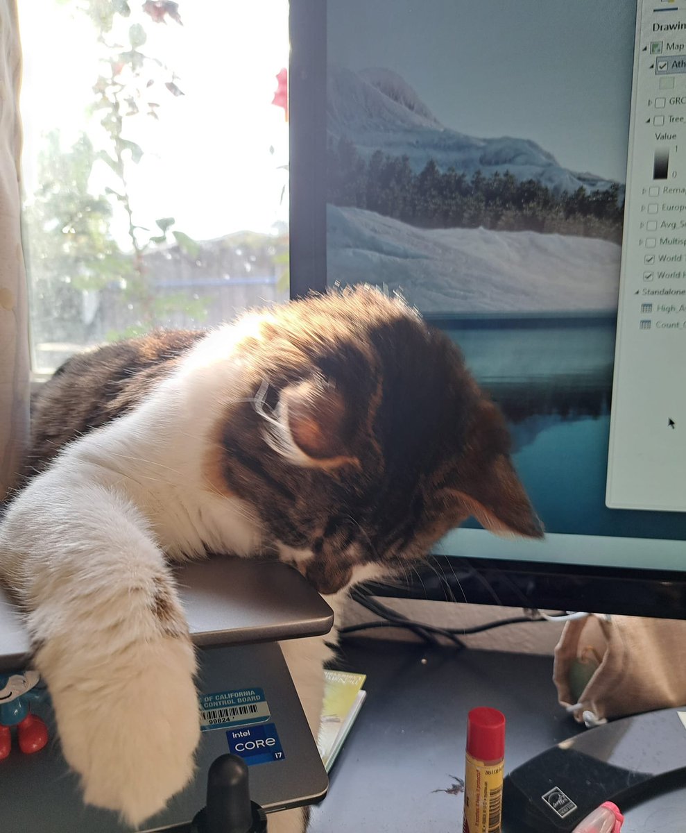 #BM100 #kittykontent desperately trying to refresh the computer.