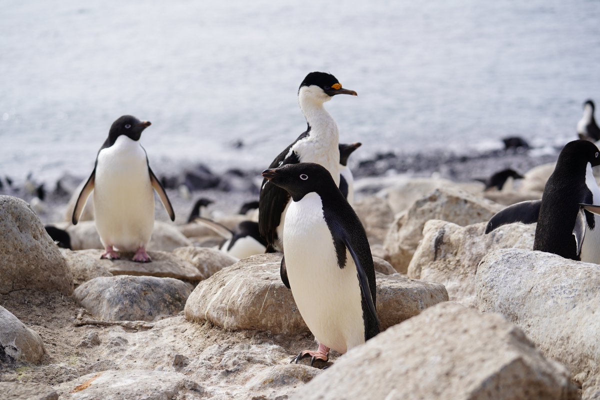 MilenioBASE's tweet photo. [VIDEO📹] Estudio de gripe aviar en pingüinos y cormoranes de la Antártica, en el marco de la #ECA60 de @inach_gob

La Dra. Juliana Vianna y la Dra. Fabiola León, hablaron con el periodista @T13, Matías Olguín @MOnoticias
📲 https://t.co/TSMxkOFpH5 https://t.co/8UHXwAWqIn