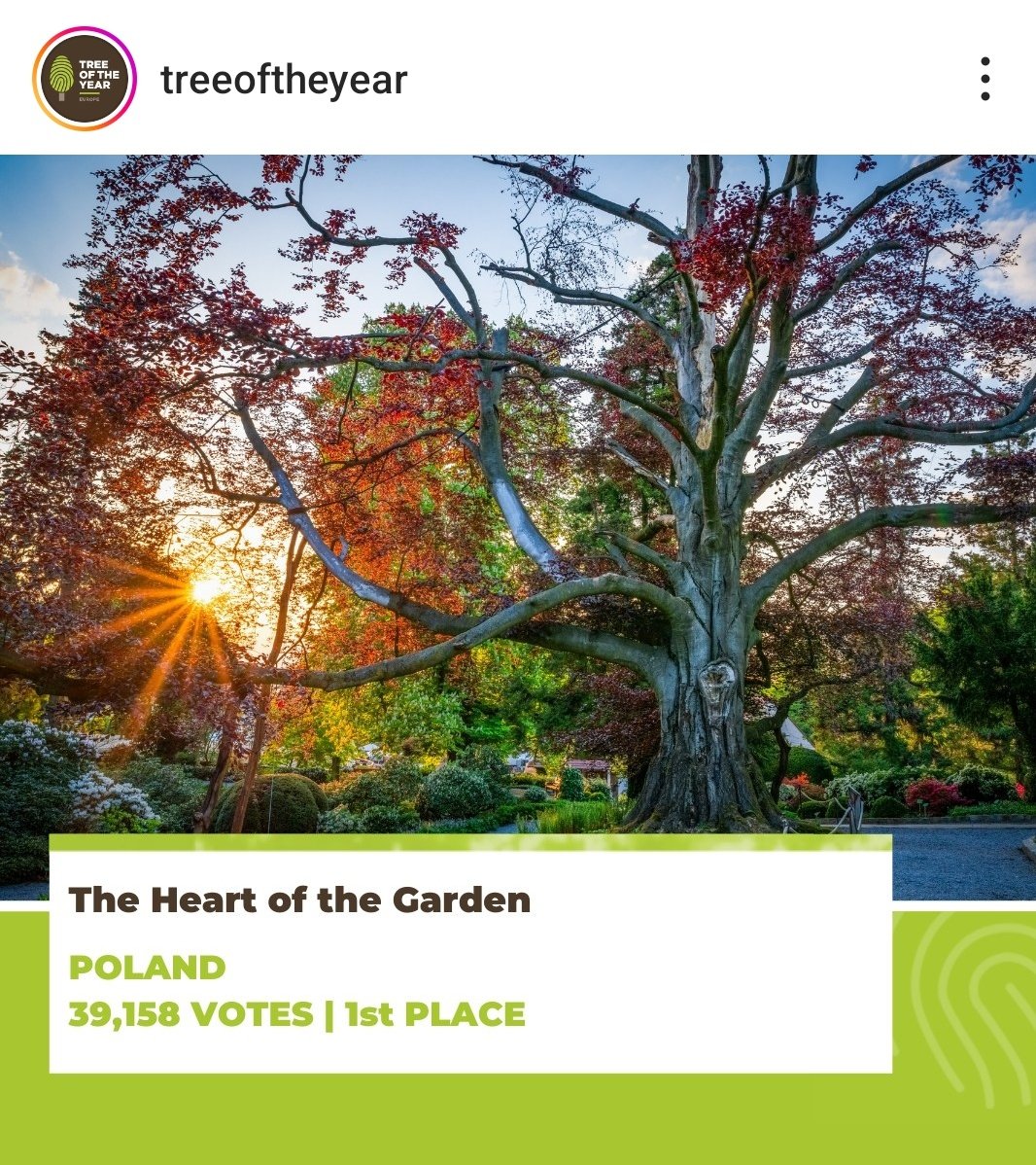 Dolnośląski 200-letni buk z Arboretum w Wojsławicach został Europejskim Drzewem Roku 2024❗️ #treeoftheyear
