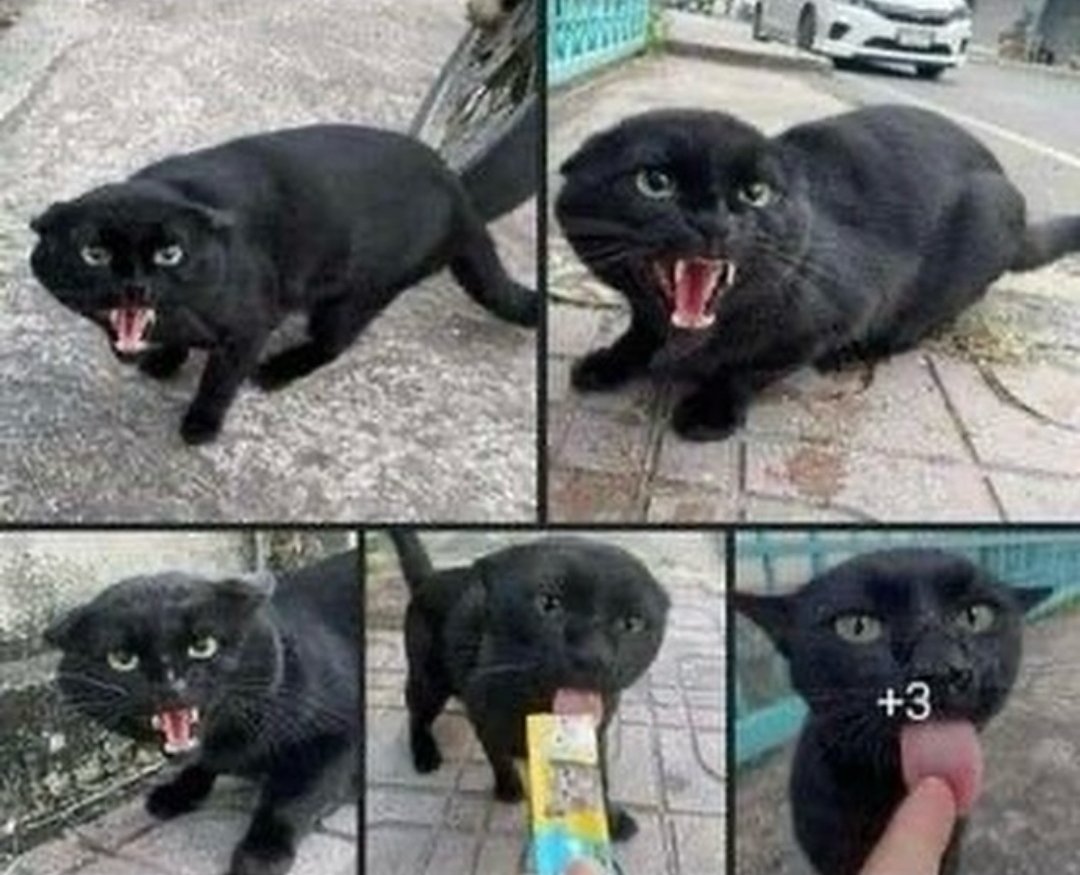 mischiefanimals's tweet image. the beast has been tamed