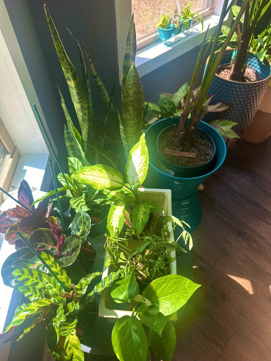 princss6's tweet photo. My babies #Plants #oasis #airscrubbers https://t.co/cuxy5YaWSd