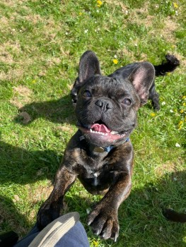 millypod1's tweet photo. 🆘19 MAR 2024 #Lost STITCH #ScanMe #Tagged
YOUNG Brindle French Bulldog Male
Woods nr home #Seale nr #Farnham #Surrey #GU10 https://t.co/rBsQzWTftY https://t.co/Ucn2UgYO2S
