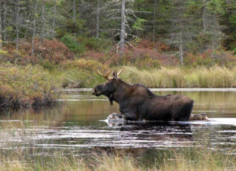 The New Hampshire 2024 #moose hunt lottery is now open. Enter for your chance to win a chance to hunt moose in the rugged woods of the Granite State. nhfishgame.com/2024/03/13/the… #conservation #wildlife