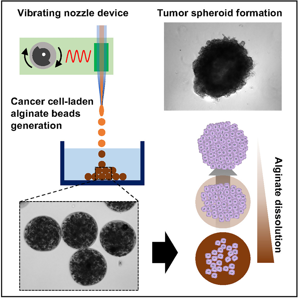 COVER ARTICLE: An inexpensive “do-it-yourself” device for rapid generation of uniform tumor spheroids by Hae Lin Jang &amp; co-workers

Link (OA): cell.com/device/fulltex…