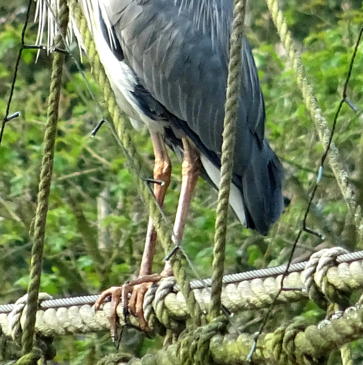 #VernalEquinox  A heron delivered a flawless flypast performance in Oxford today, while I was walking by the canal.

I remember as Spring arrived in a previous year, how this Berkshire heron looked smart and ready for anything, by the River Lodden.  Fine toes!