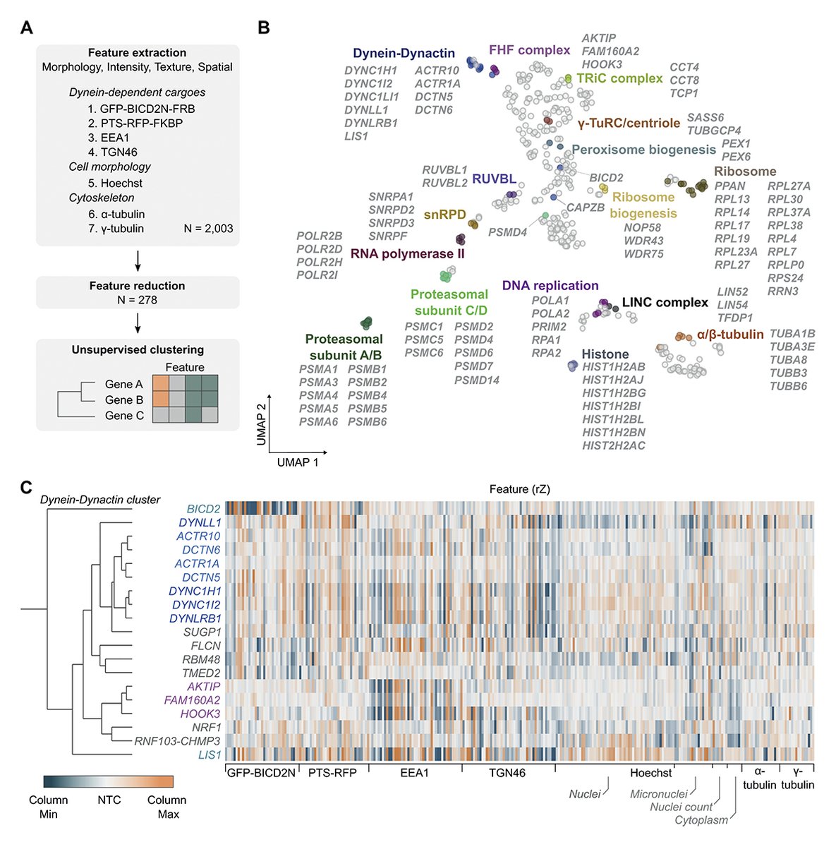JCellBiol's tweet image. Unsupervised image-based profiling identifies a functional cluster containing known components of the #dynein machinery and novel factors. From Wong et al. @CellBiol_MRCLMB @AstraZeneca: hubs.la/Q02nnhZL0

#Cytoskeleton #Genetics #Trafficking