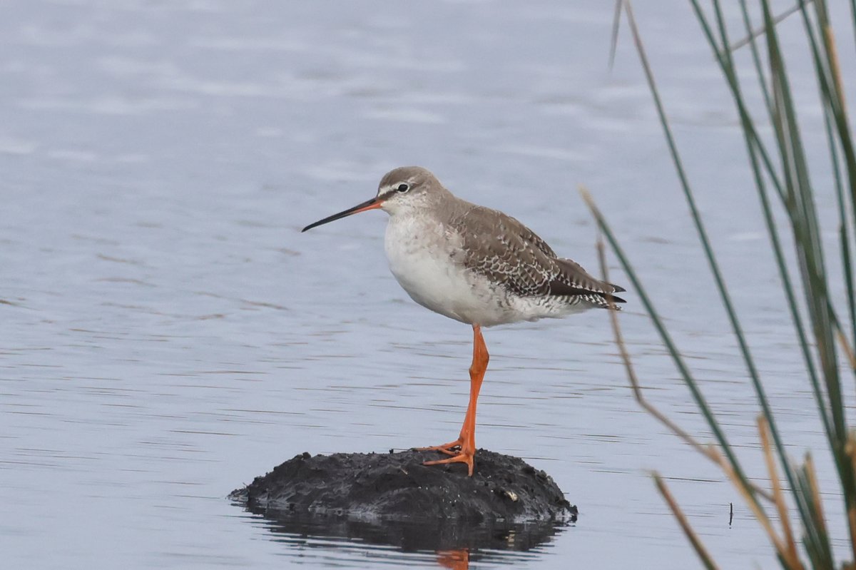 No sign of any Gargany from Lows Hide during our afternoon visit to Catcott Lows NR, but this Adult Spotted Redshank showed very well late in the day, before flying to roost.