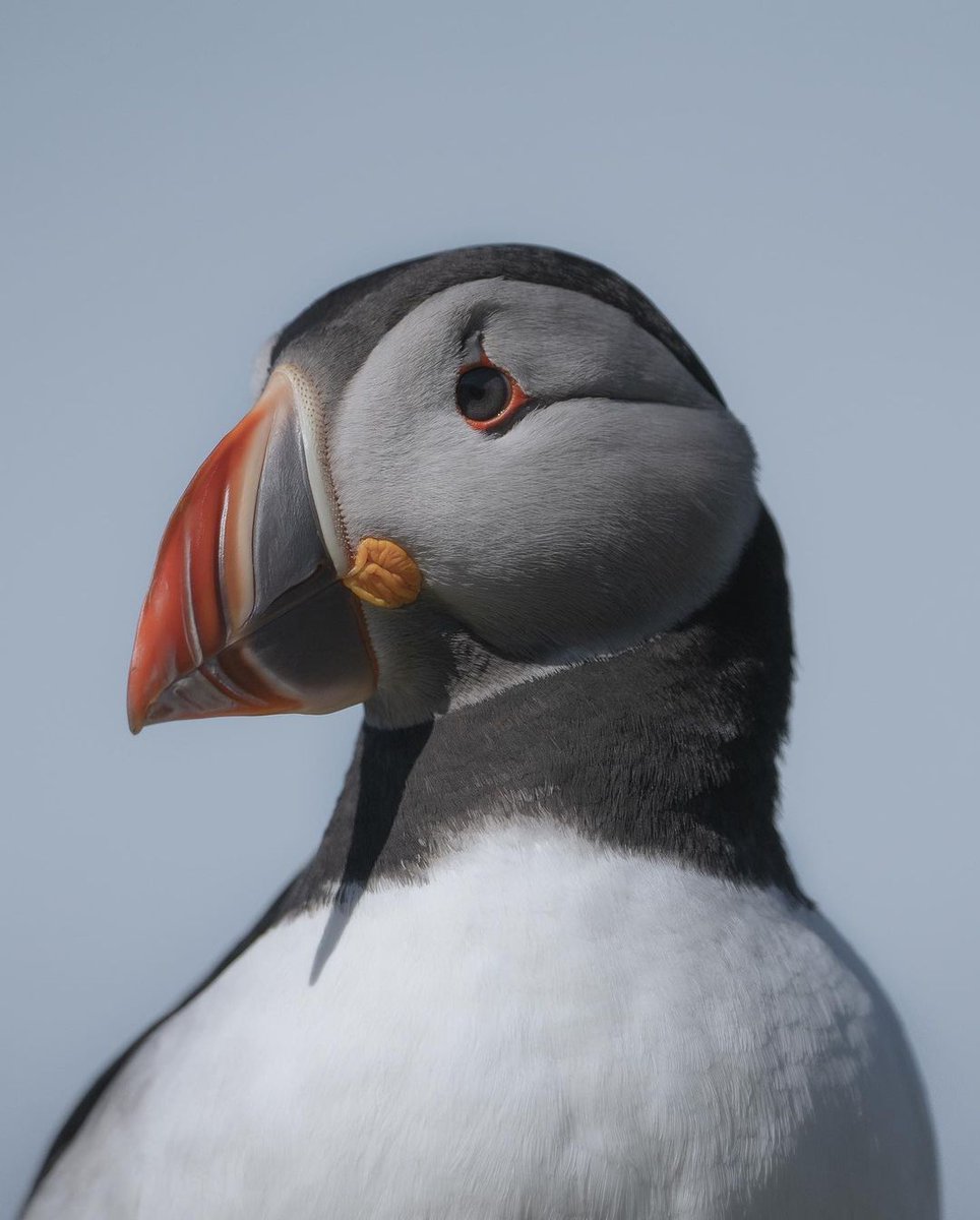 Do you have your trip to see Puffins planned for this year? #Argyll & the Isles is a fantastic area in #Scotland to see these adorable birds over the #summer months. 📸 IG / we__roam Learn more about where to spot #puffins here👇 hubs.li/Q02p46bG0 #WildAboutArgyll
