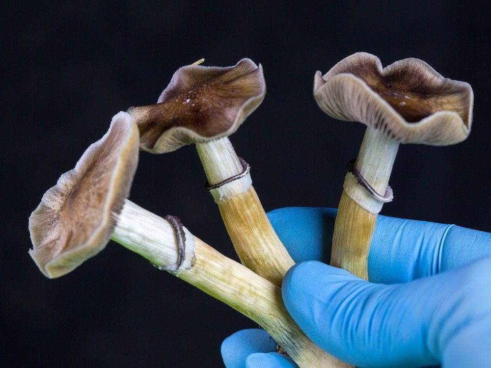 calgaryherald's tweet image. Mushrooms' potential magic in quelling alcohol abuse the focus of U of C researchers #yyc calgaryherald.com/news/local-new…