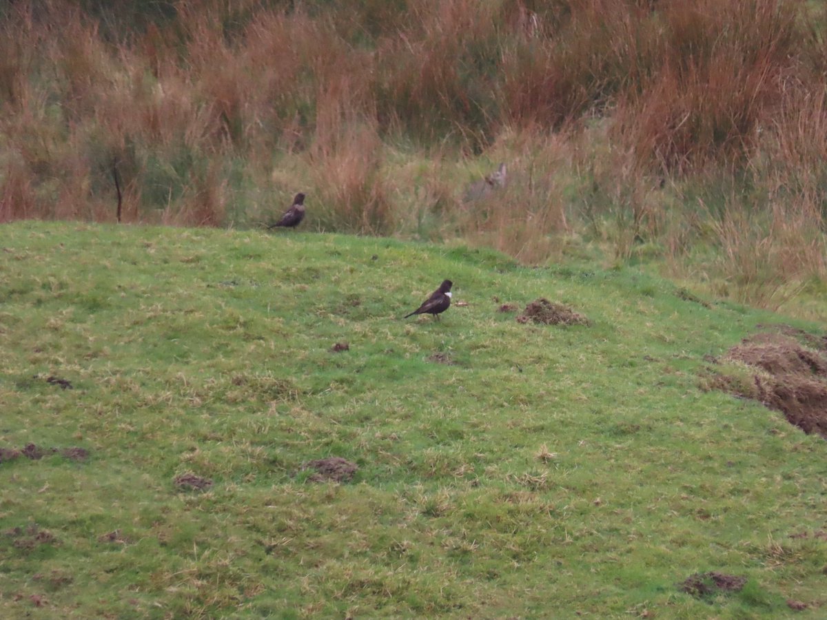 Ring Ouzels are now back in Rosedale, a day earlier than expected. This male and female - most possibly a breeding pair - arrived together over night, confounding some bird books that mention females arriving two weeks after the males. Clearly this pair haven't read the script!